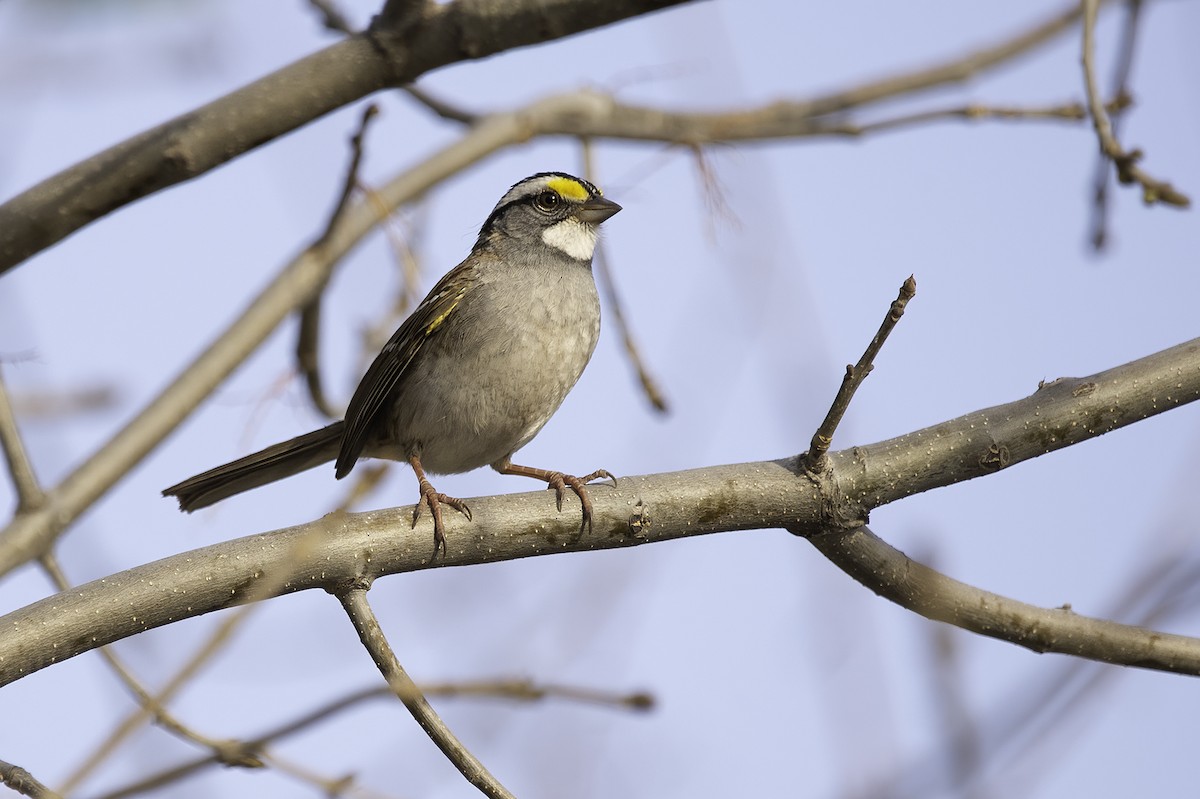 White-throated Sparrow - Cam Nikkel