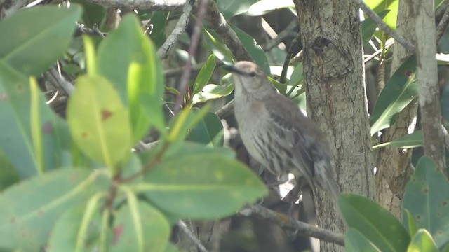 Bahama Mockingbird - ML337607571