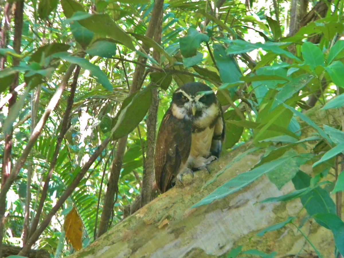 Spectacled Owl - ML337608161