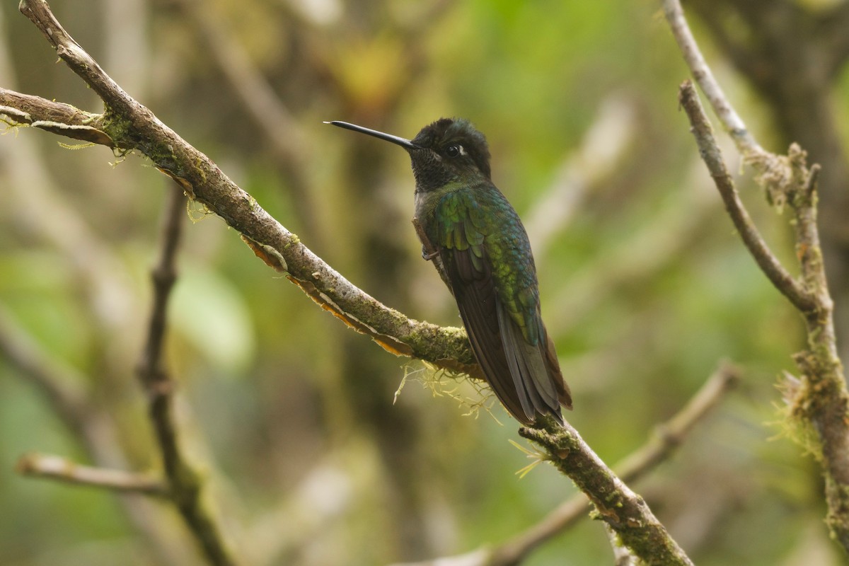 Talamanca Hummingbird - Jan Cubilla