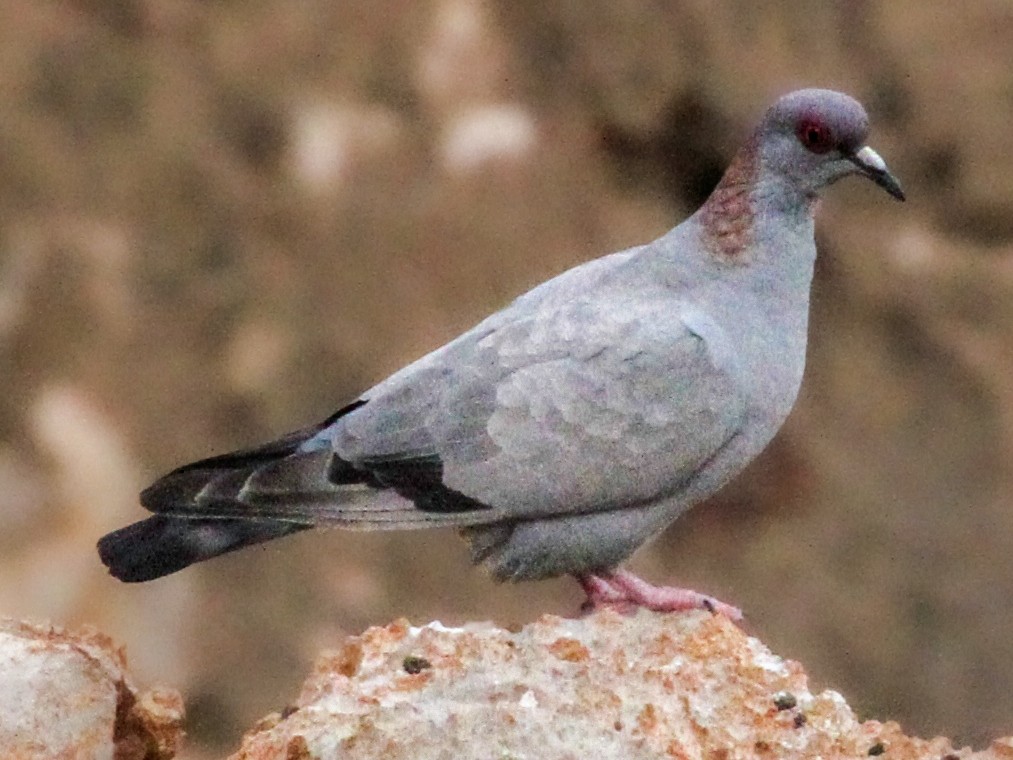 Pigeon De Somalie Ebird