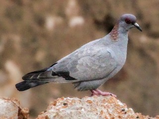  - Somali Pigeon