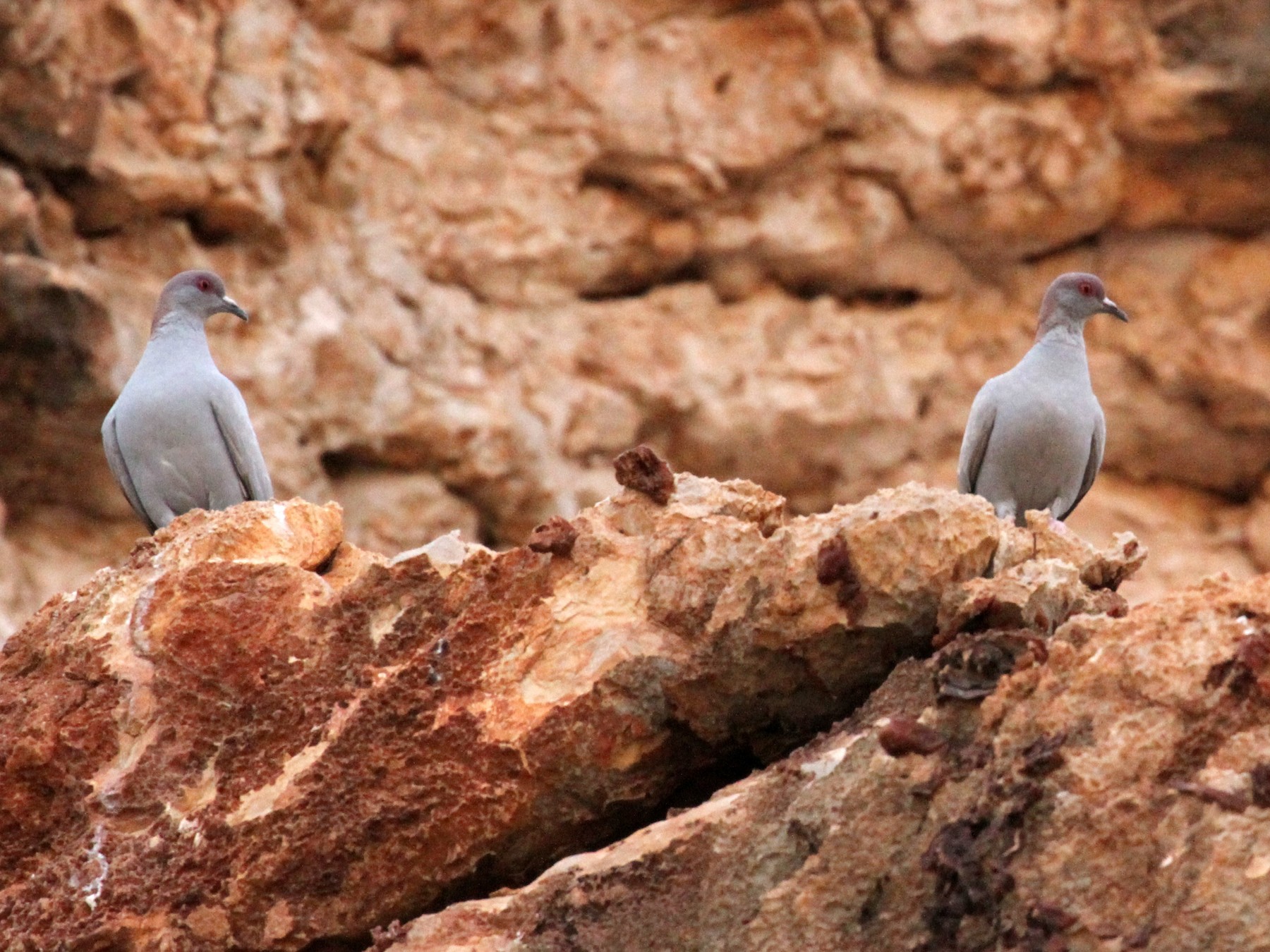 Somali Pigeon - Charles Davies