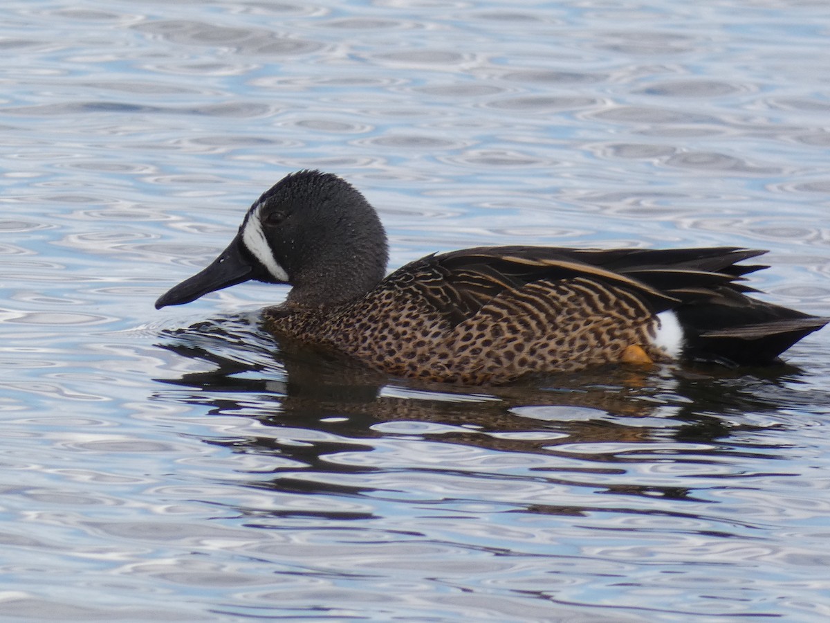 Blue-winged Teal - ML337613441