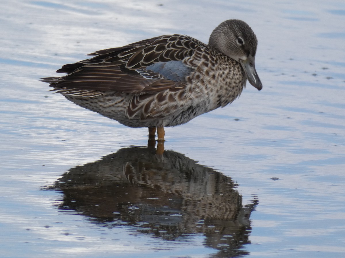 Blue-winged Teal - ML337613471