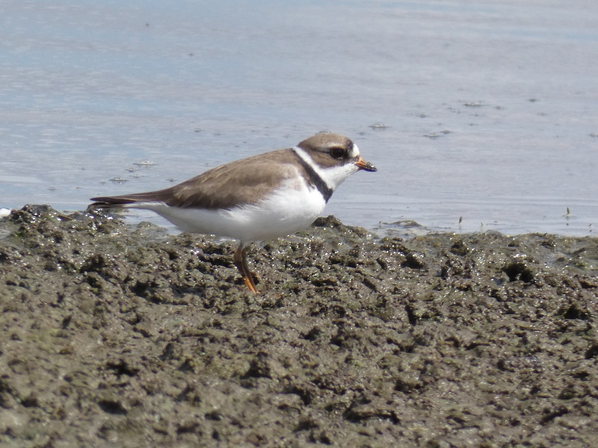 Semipalmated Plover - ML337614371