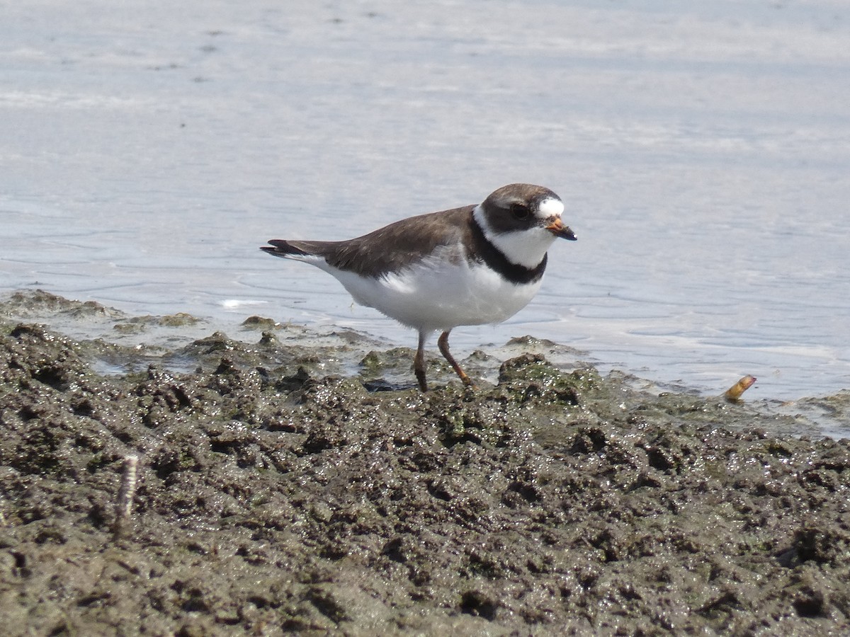 Semipalmated Plover - ML337614381