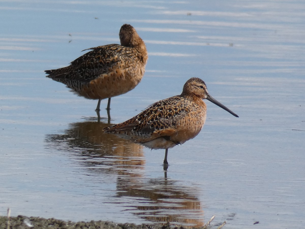 Long-billed Dowitcher - ML337616141