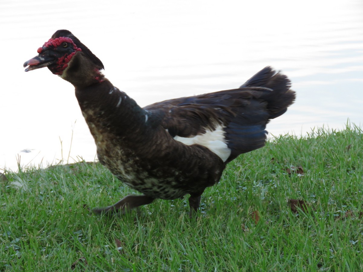 Muscovy Duck (Domestic type) - ML33761861