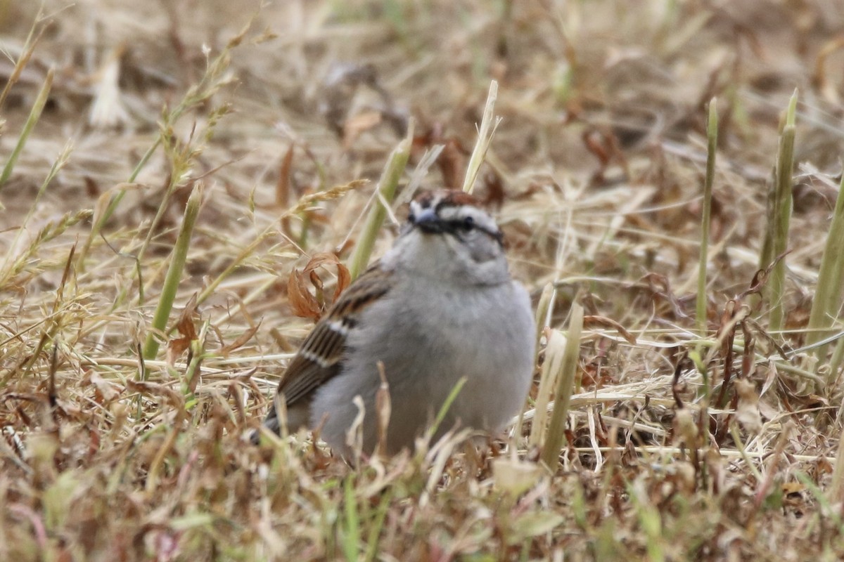 Chipping Sparrow - ML337618651