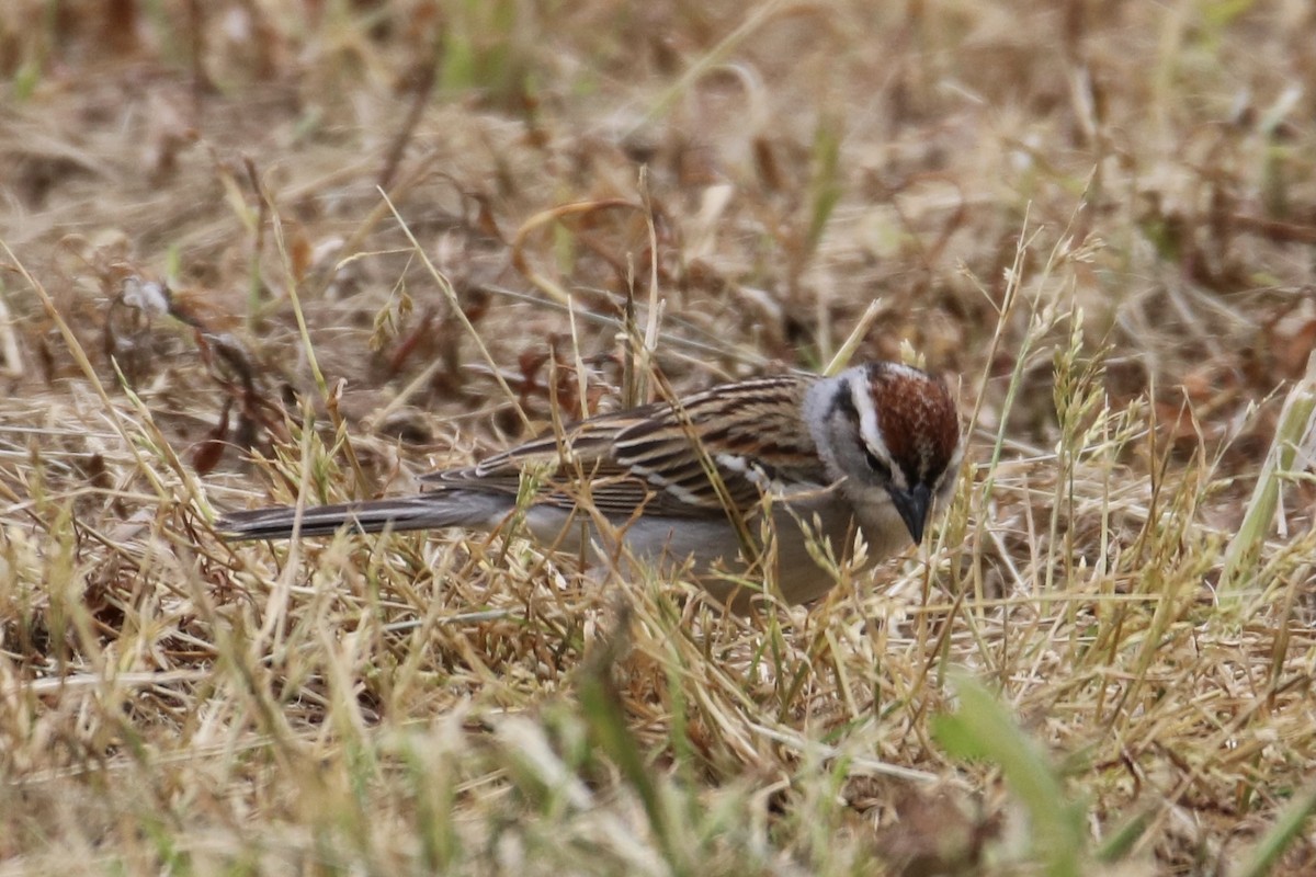 Chipping Sparrow - ML337618671