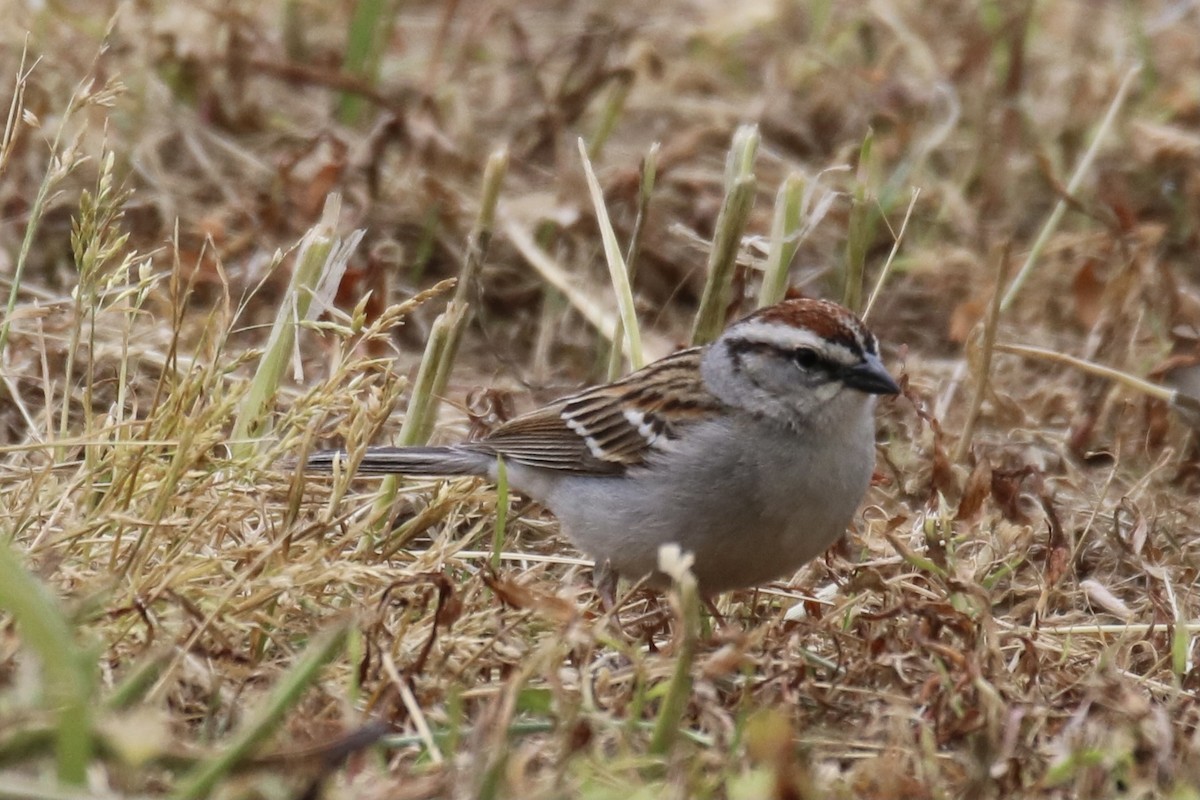 Chipping Sparrow - ML337618681