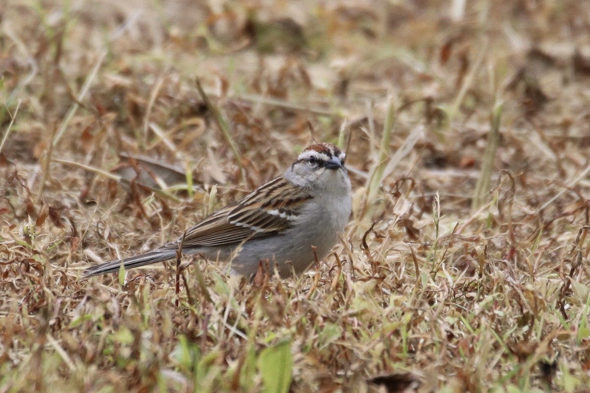 Chipping Sparrow - ML337618711