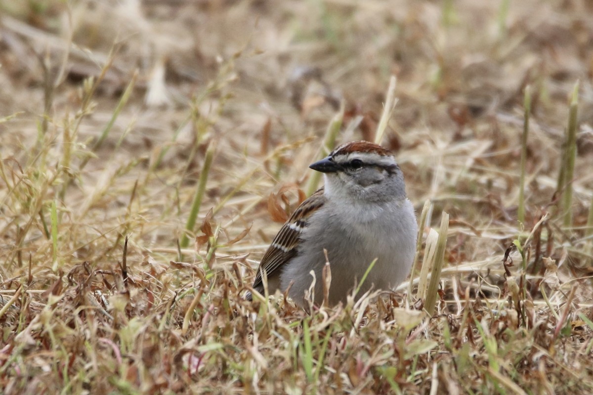 Chipping Sparrow - ML337618721