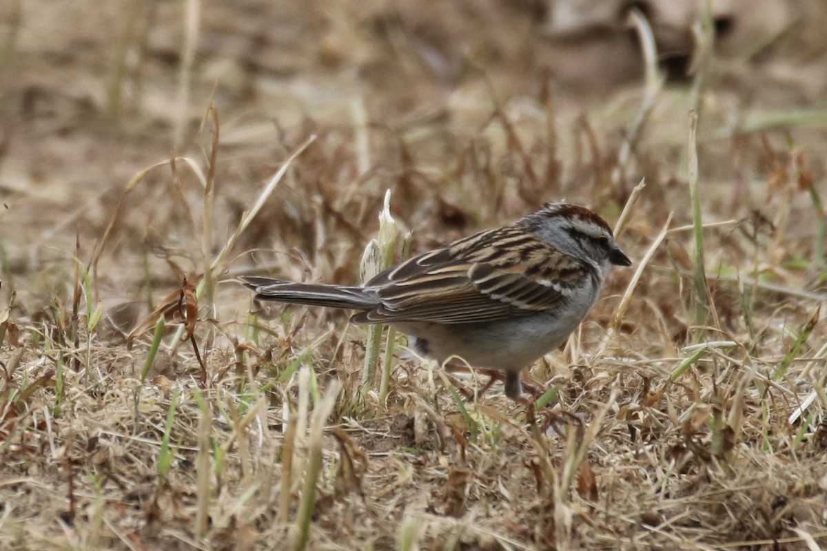 Chipping Sparrow - ML337618751