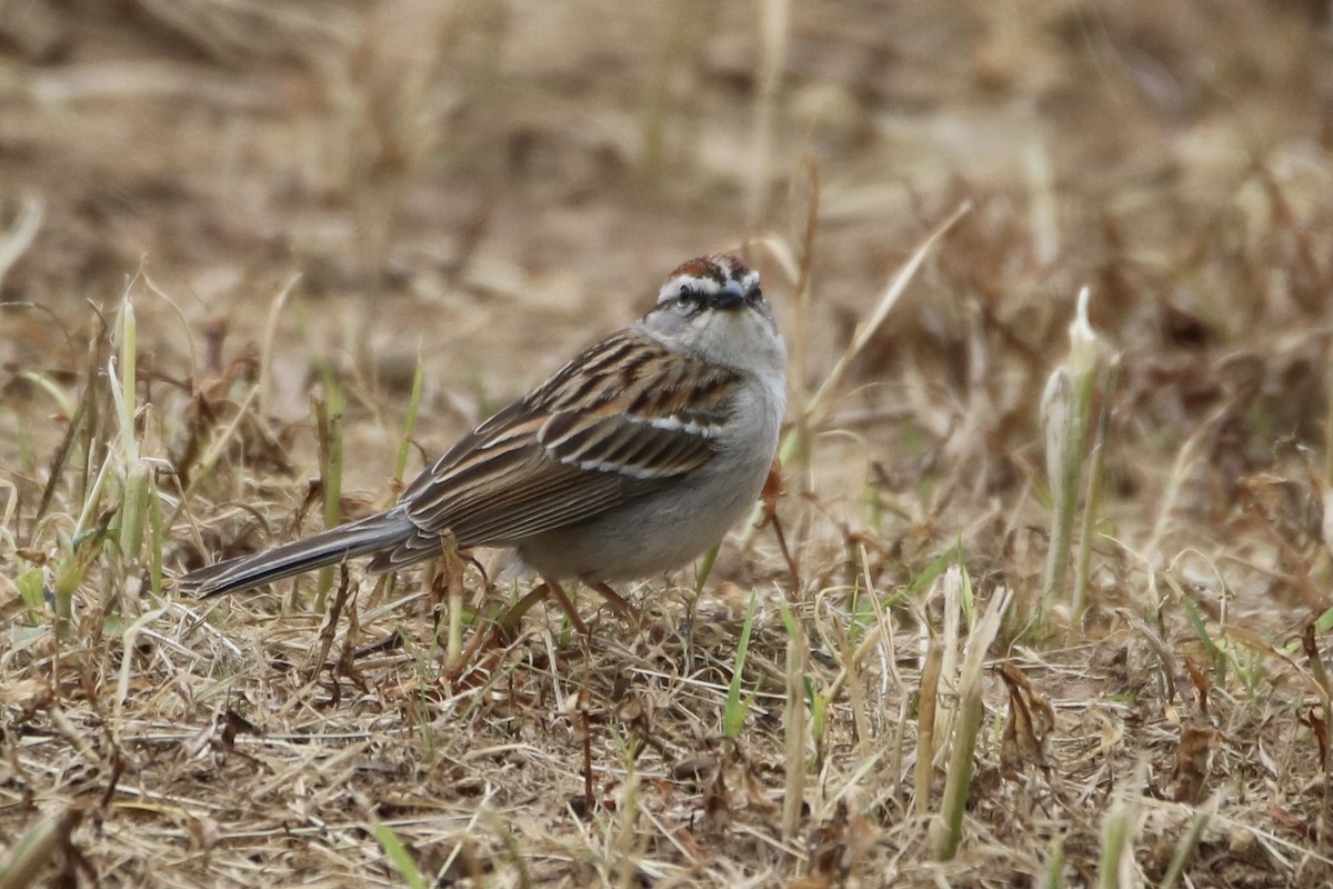 Chipping Sparrow - ML337618791