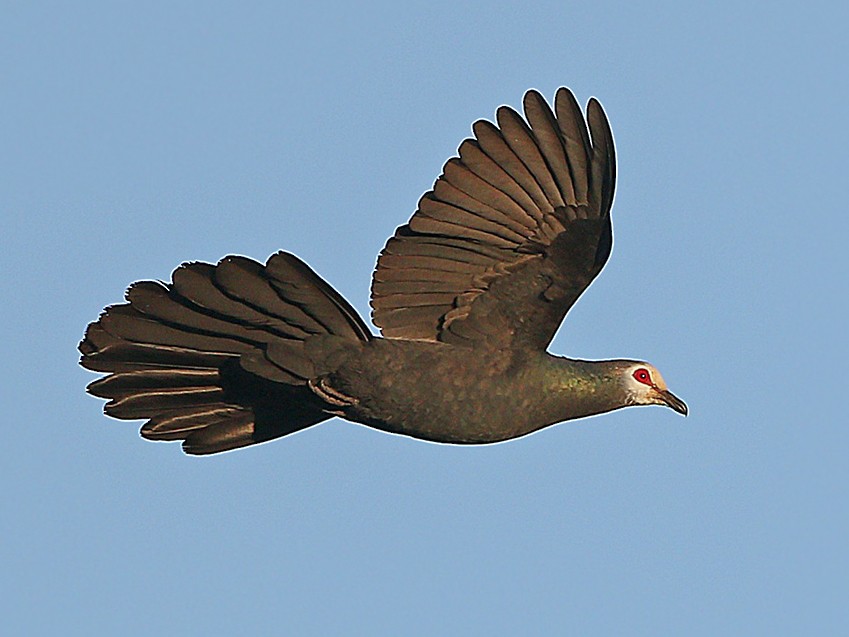 Sula Cuckoo-Dove - James Eaton