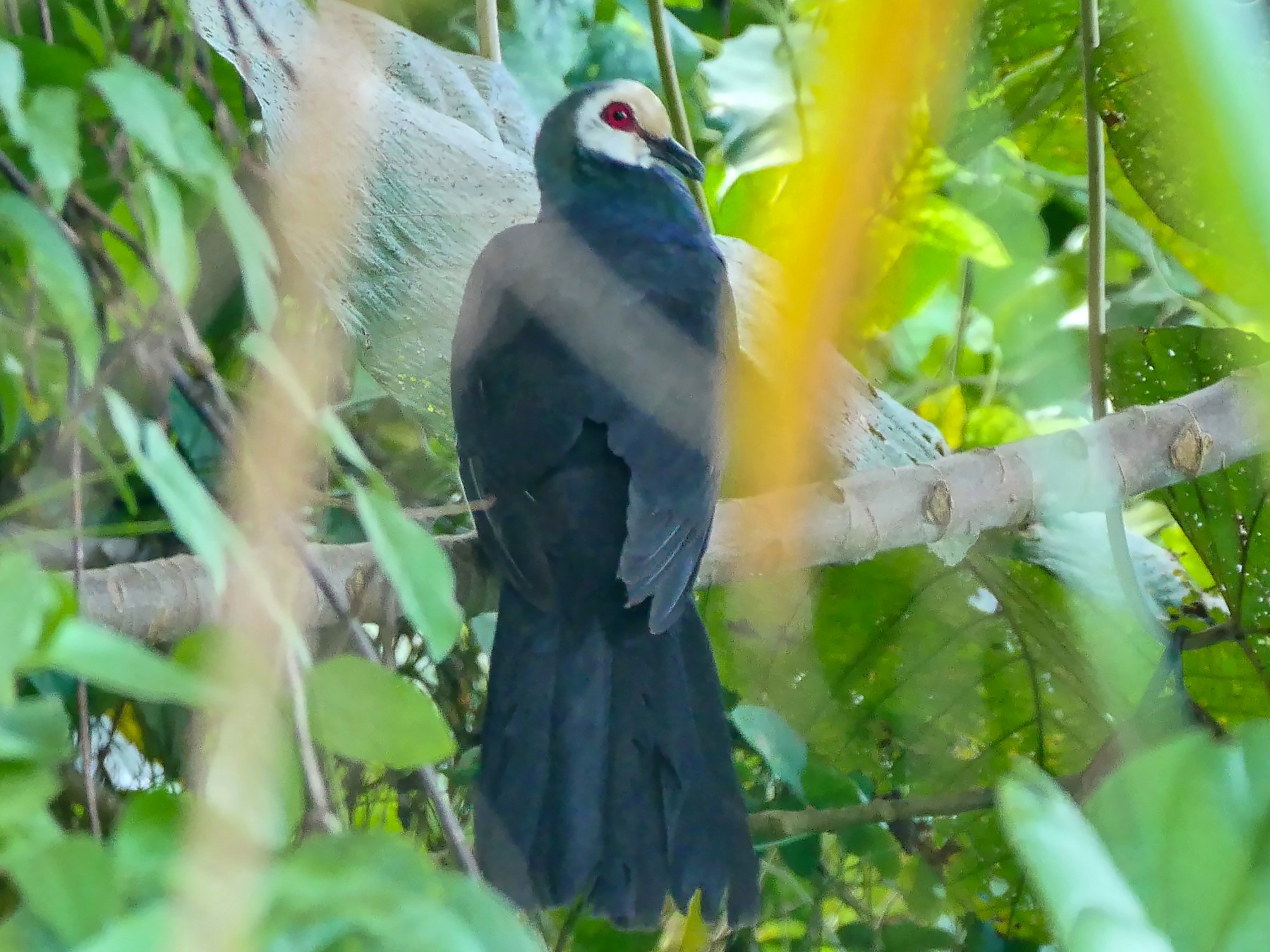 Sula Cuckoo-Dove - Josep del Hoyo