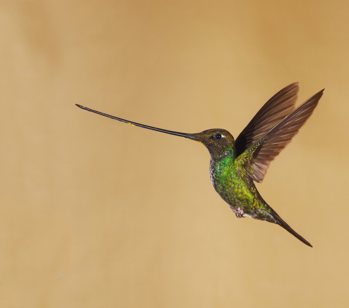 Sword-billed Hummingbird - Pascual J. Soriano