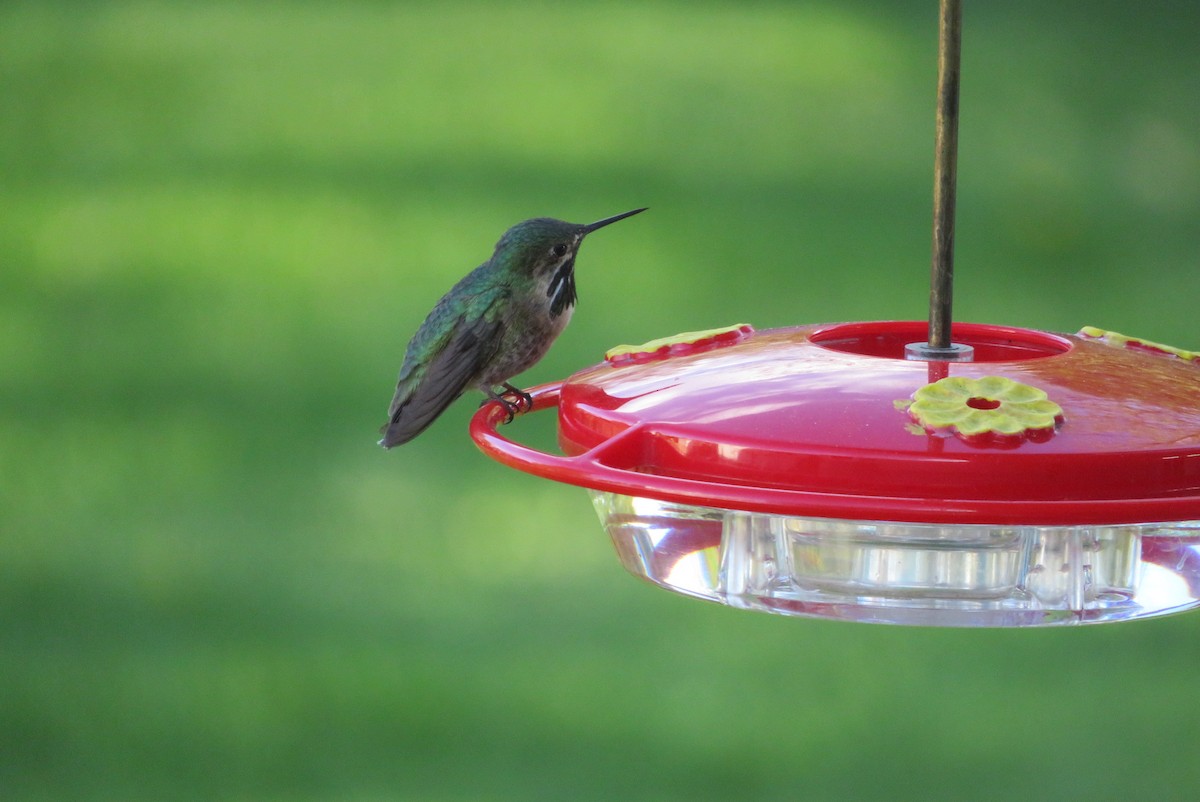Calliope Hummingbird - ML337625261