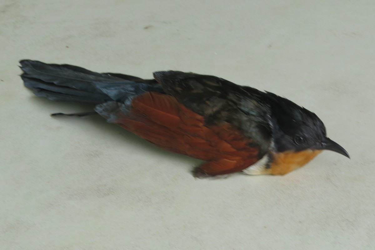 Chestnut-winged Cuckoo - ML337628551