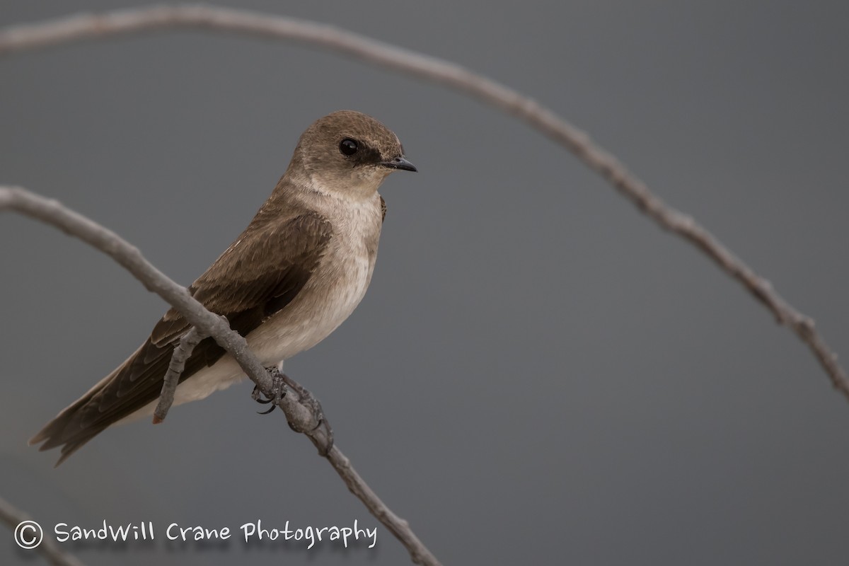 Northern Rough-winged Swallow - Will Sebern