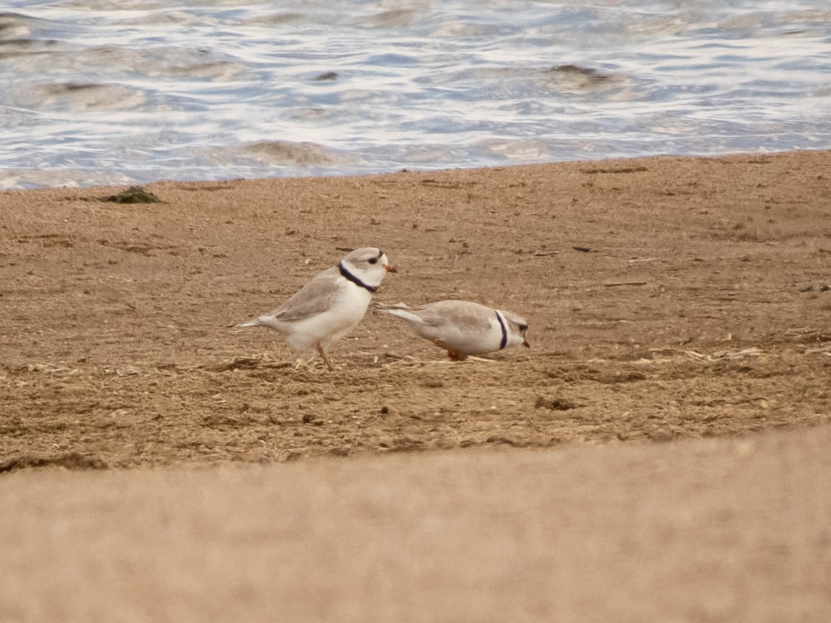 Piping Plover - ML337637401