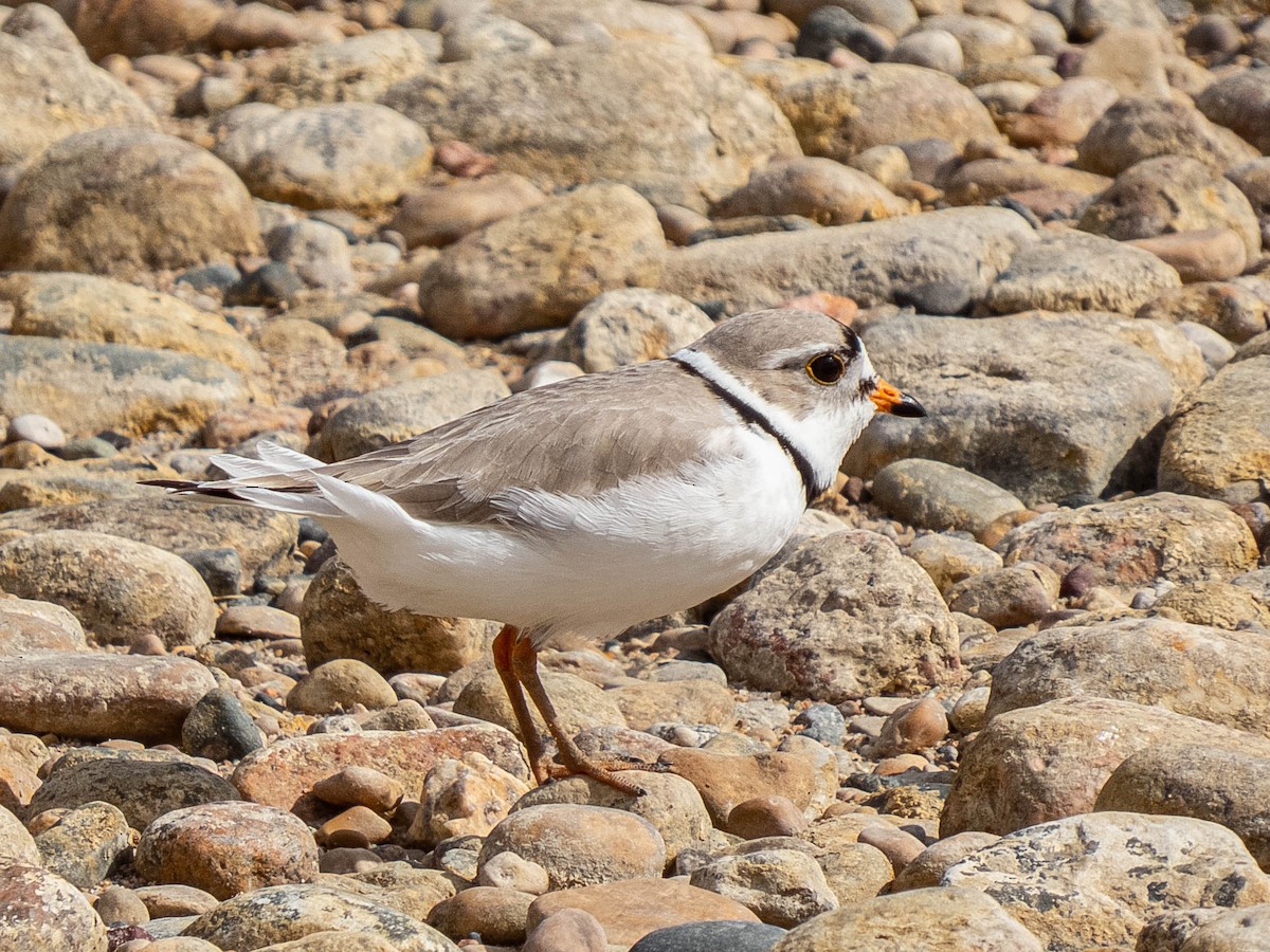 Piping Plover - ML337637451