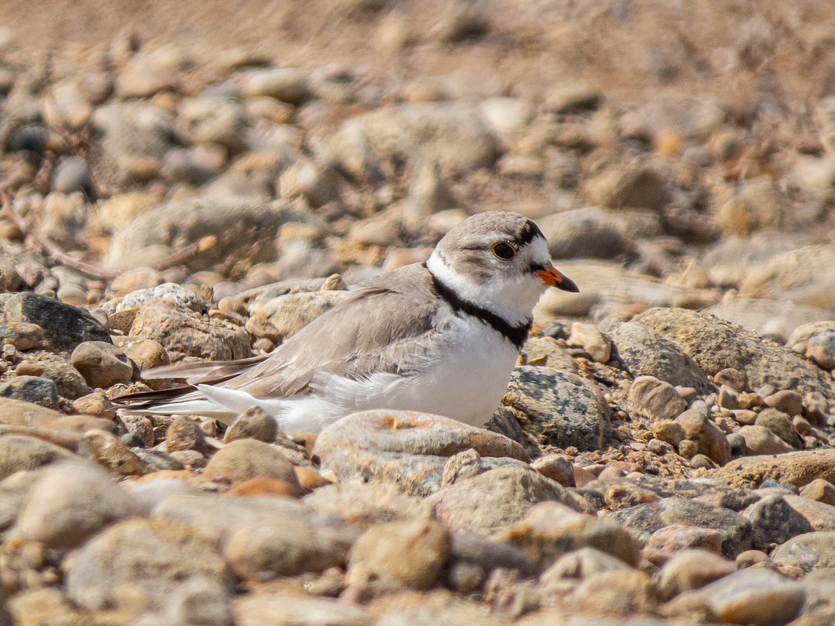 Piping Plover - ML337637471