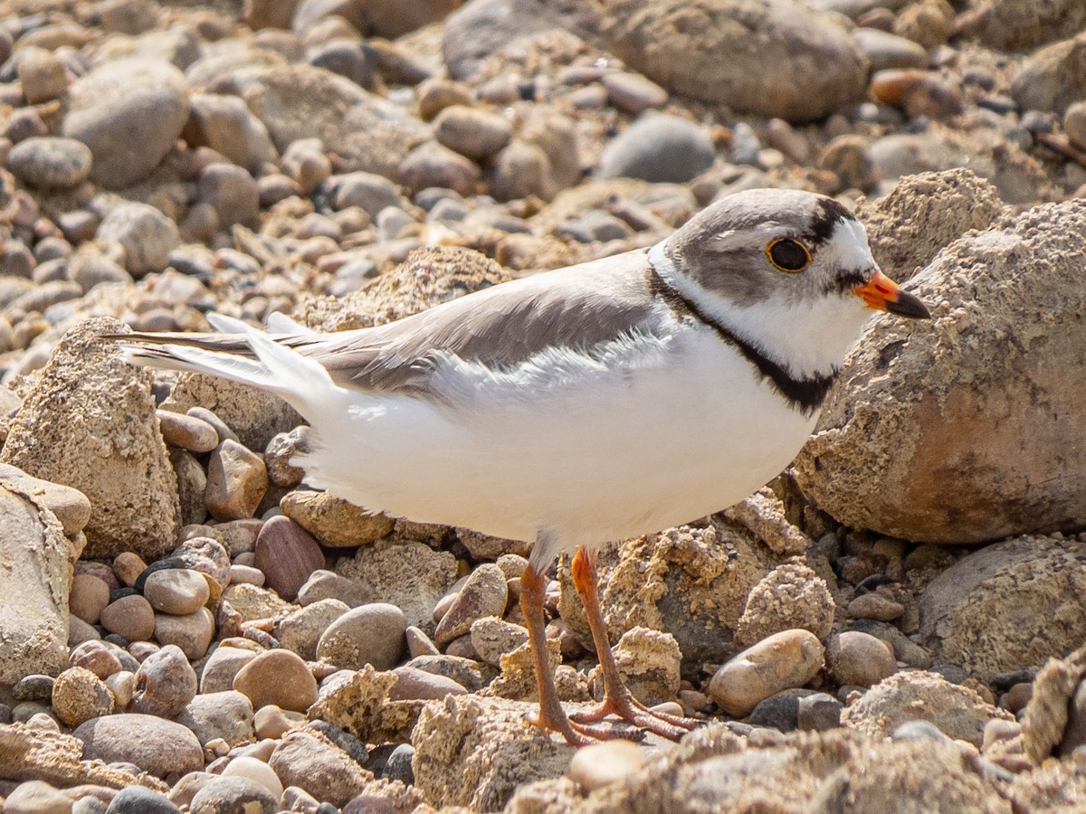 Piping Plover - ML337637481