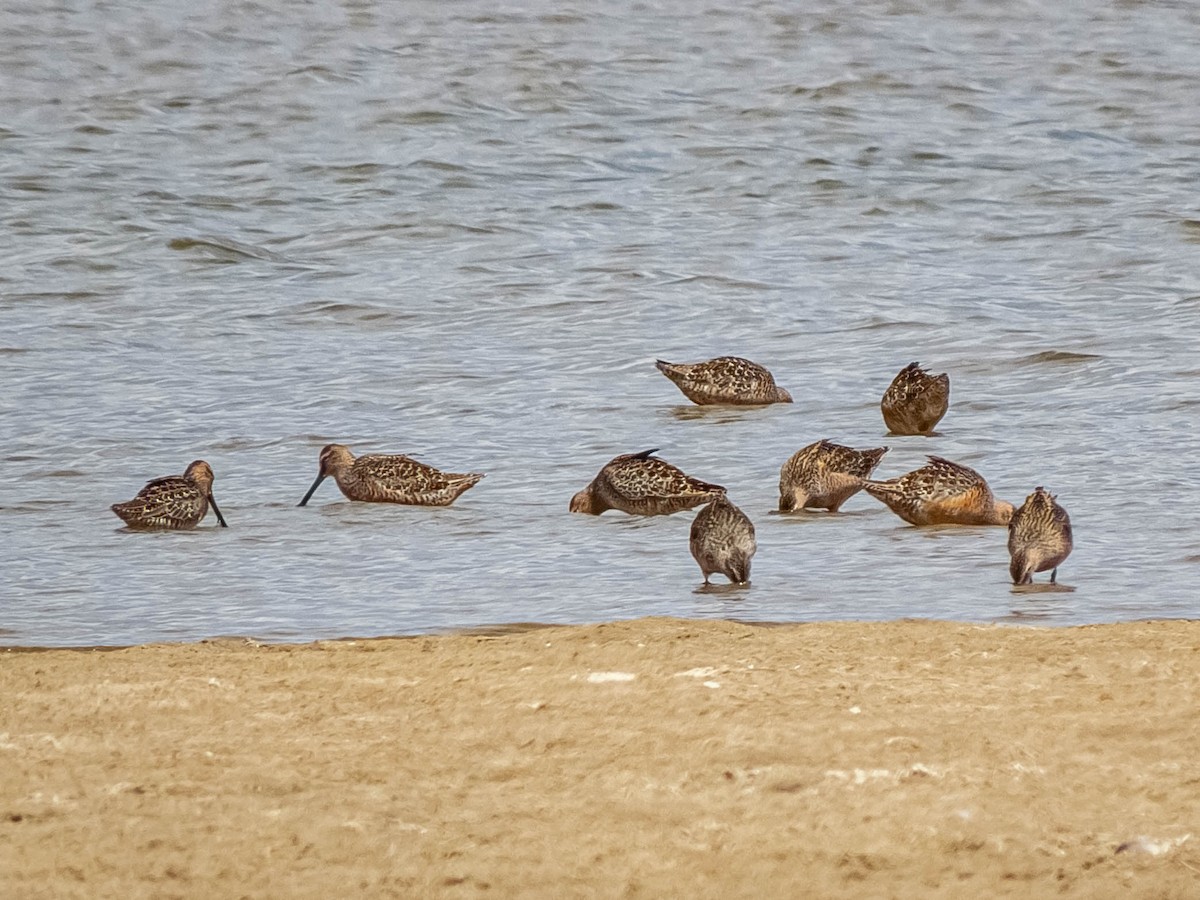 Long-billed Dowitcher - ML337637671