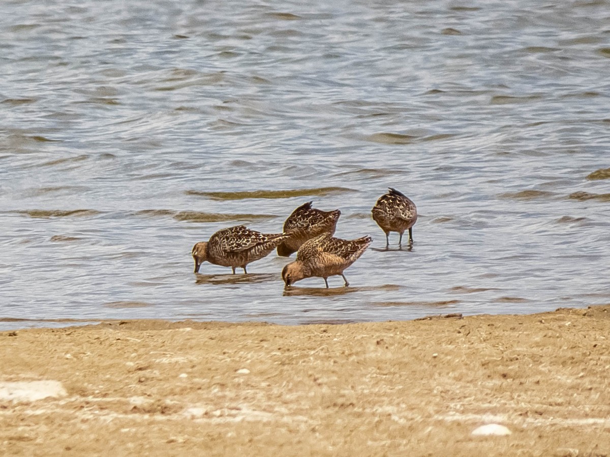 Long-billed Dowitcher - ML337637681