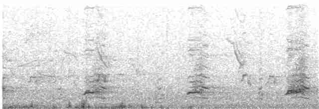 perlička kropenatá (domestikovaná) - ML337642331