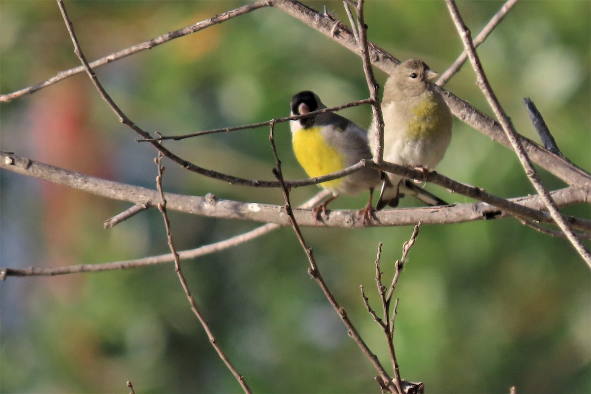 Lawrence's Goldfinch - ML337652231