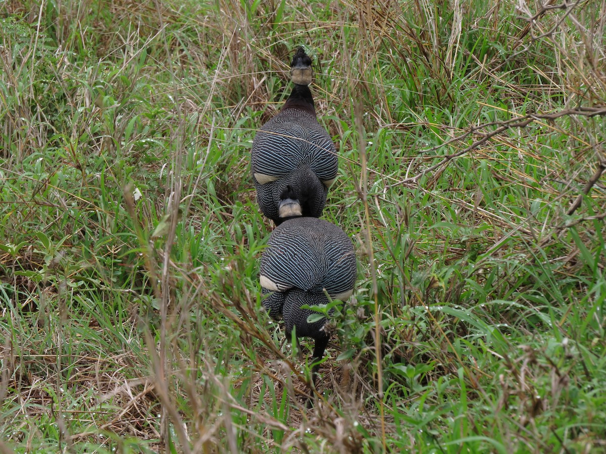 Southern Crested Guineafowl - ML337661371