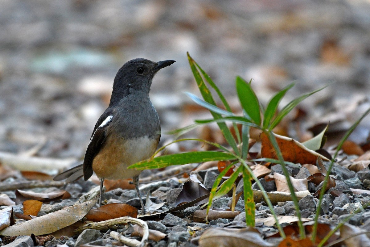 Oriental Magpie-Robin - Abhiram Sankar