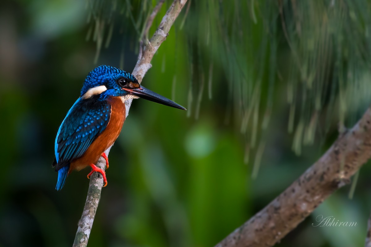 Blue-eared Kingfisher - Abhiram Sankar