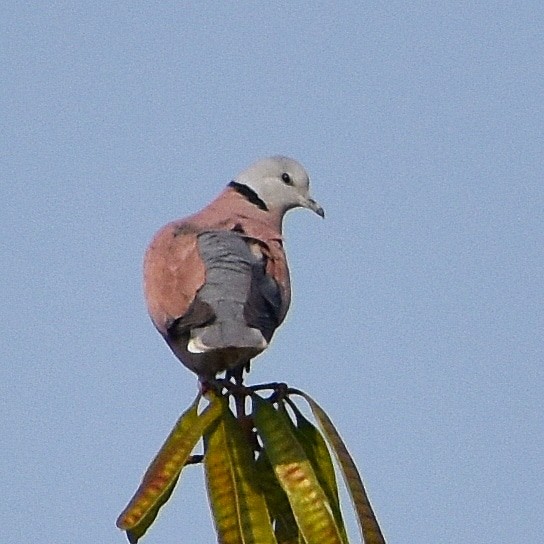 Red Collared-Dove - ML337671131