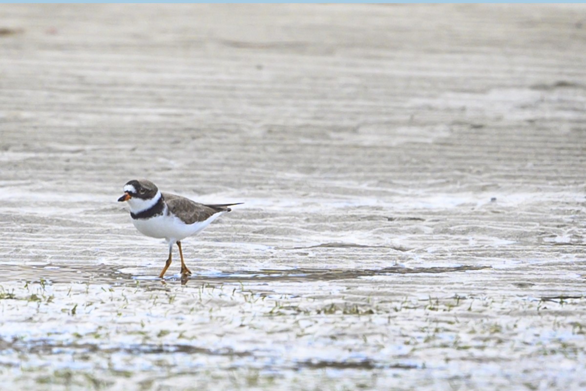 Semipalmated Plover - ML337678711