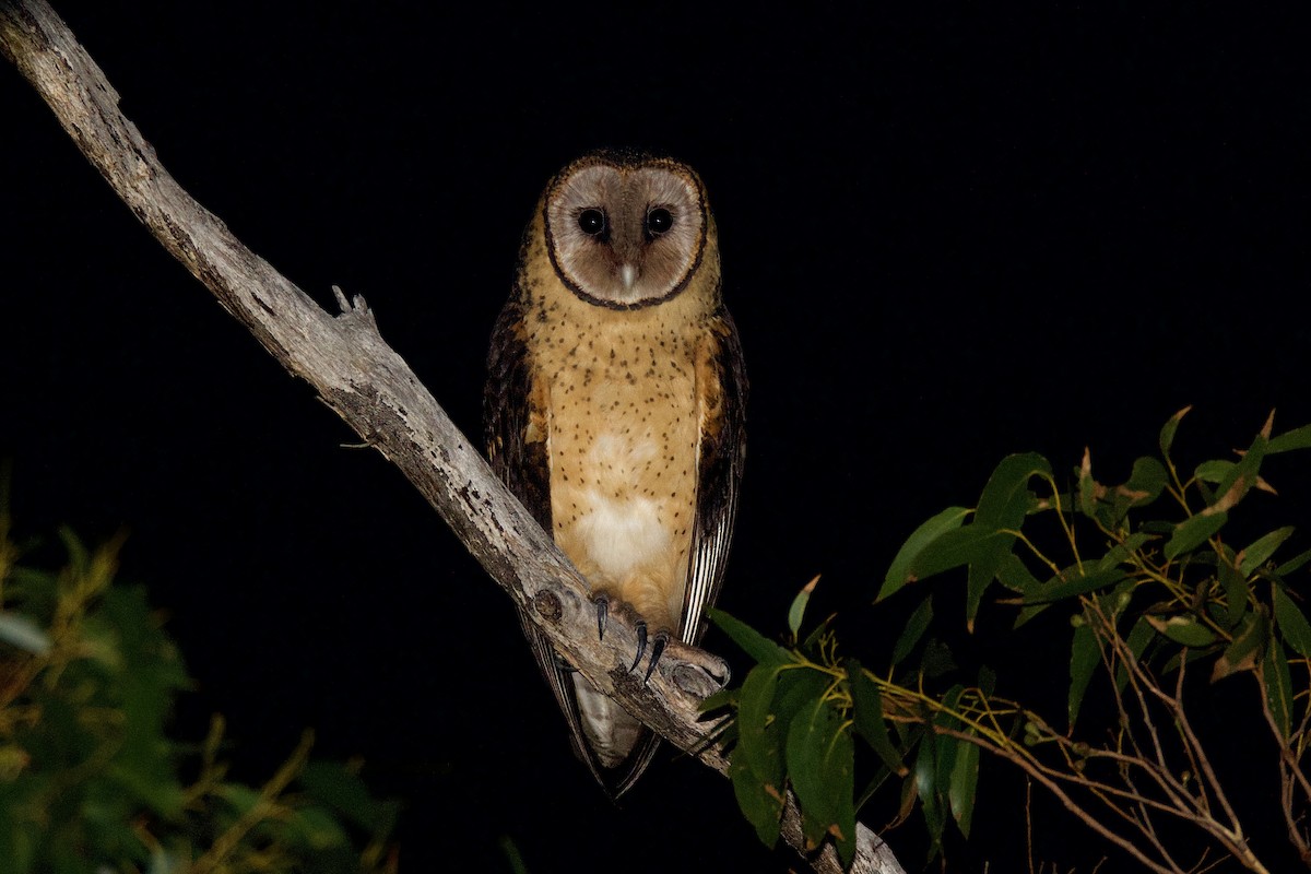 Australian Masked-Owl - ML337679841