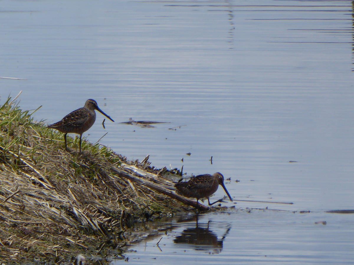 Long-billed Dowitcher - ML337681761