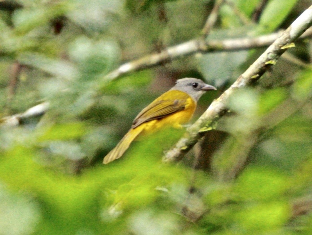 Gray-headed Tanager - Connie Lintz