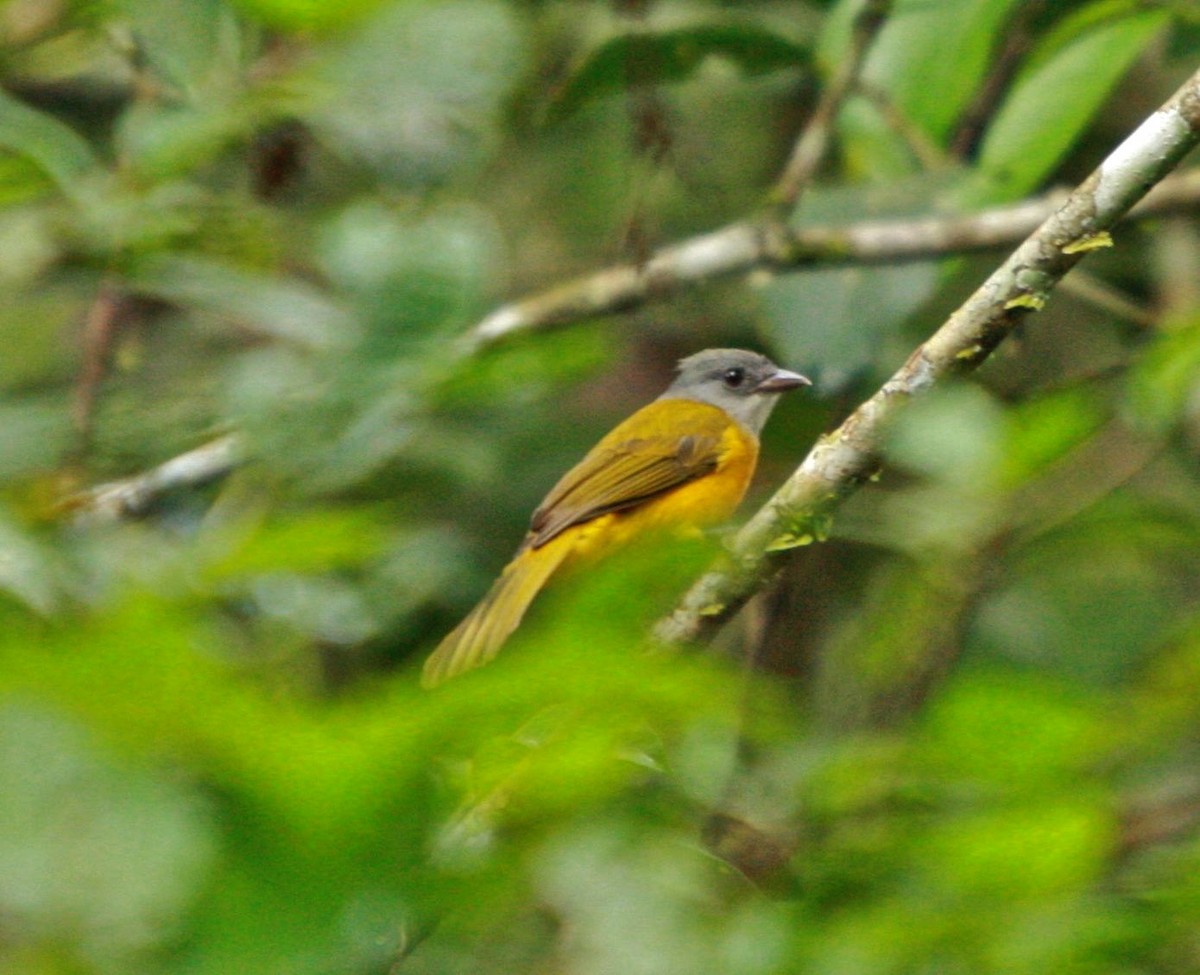 Gray-headed Tanager - Connie Lintz