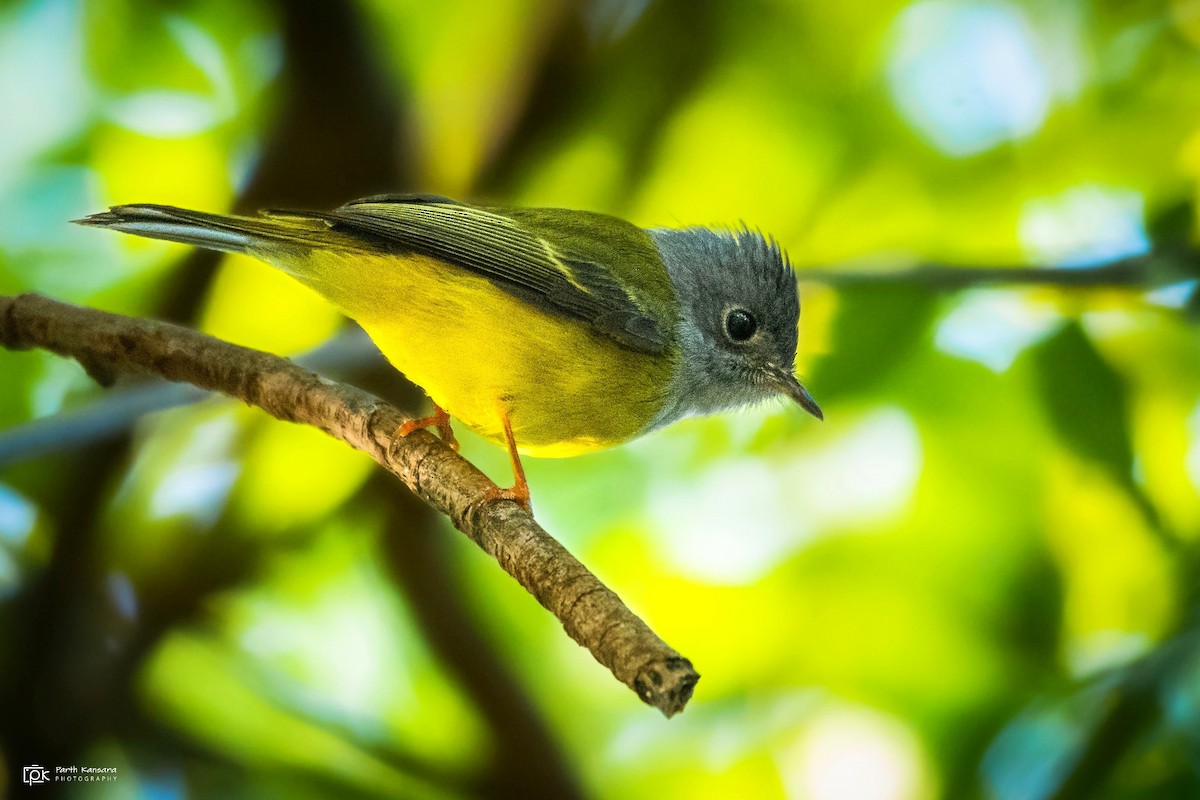 Gray-headed Canary-Flycatcher - Parth Kansara