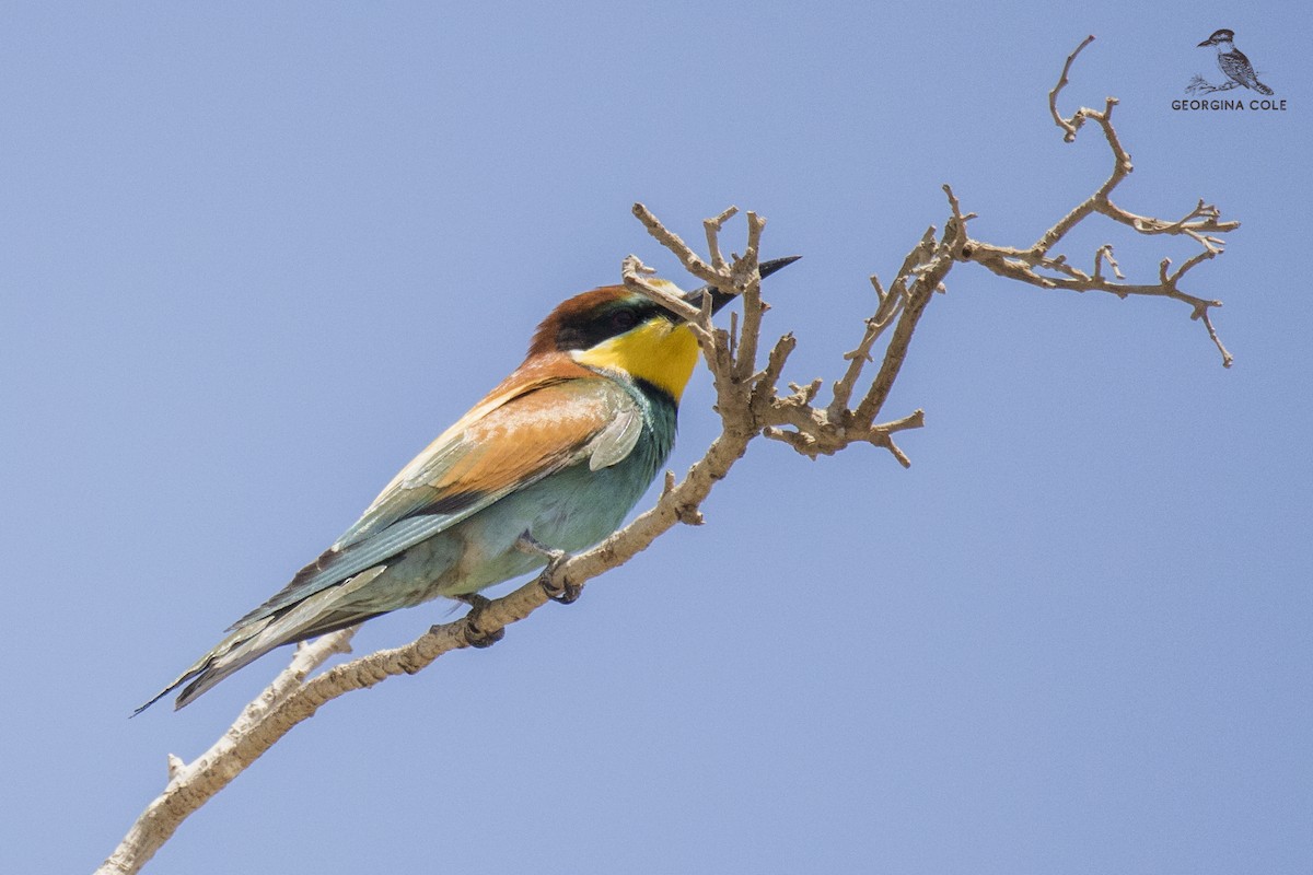 European Bee-eater - ML337685781