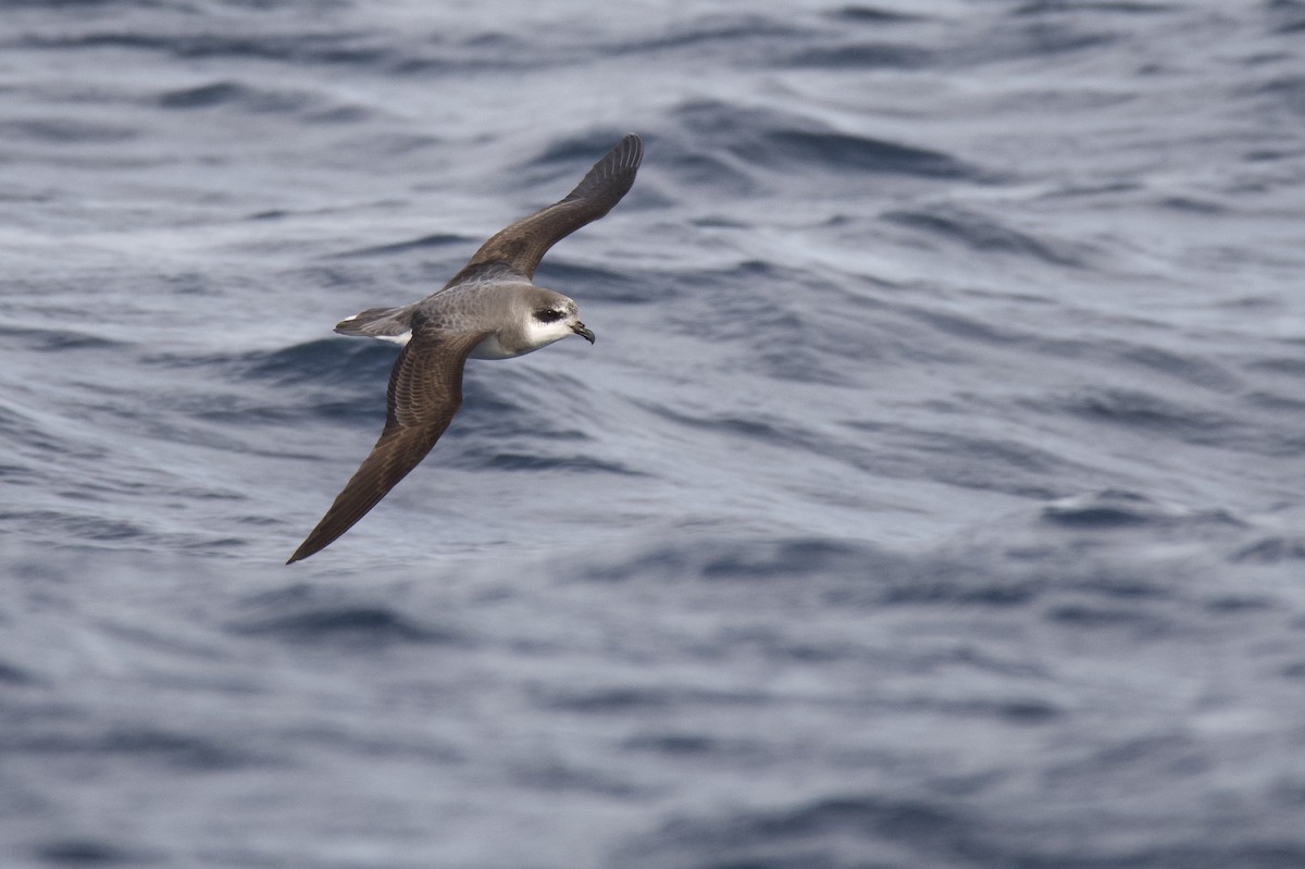 Soft-plumaged Petrel - Anonymous