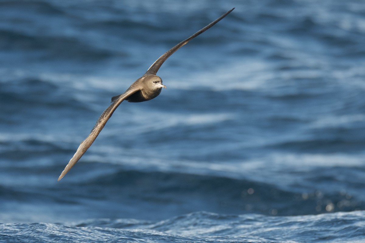 Wedge-tailed Shearwater - Peter Allen