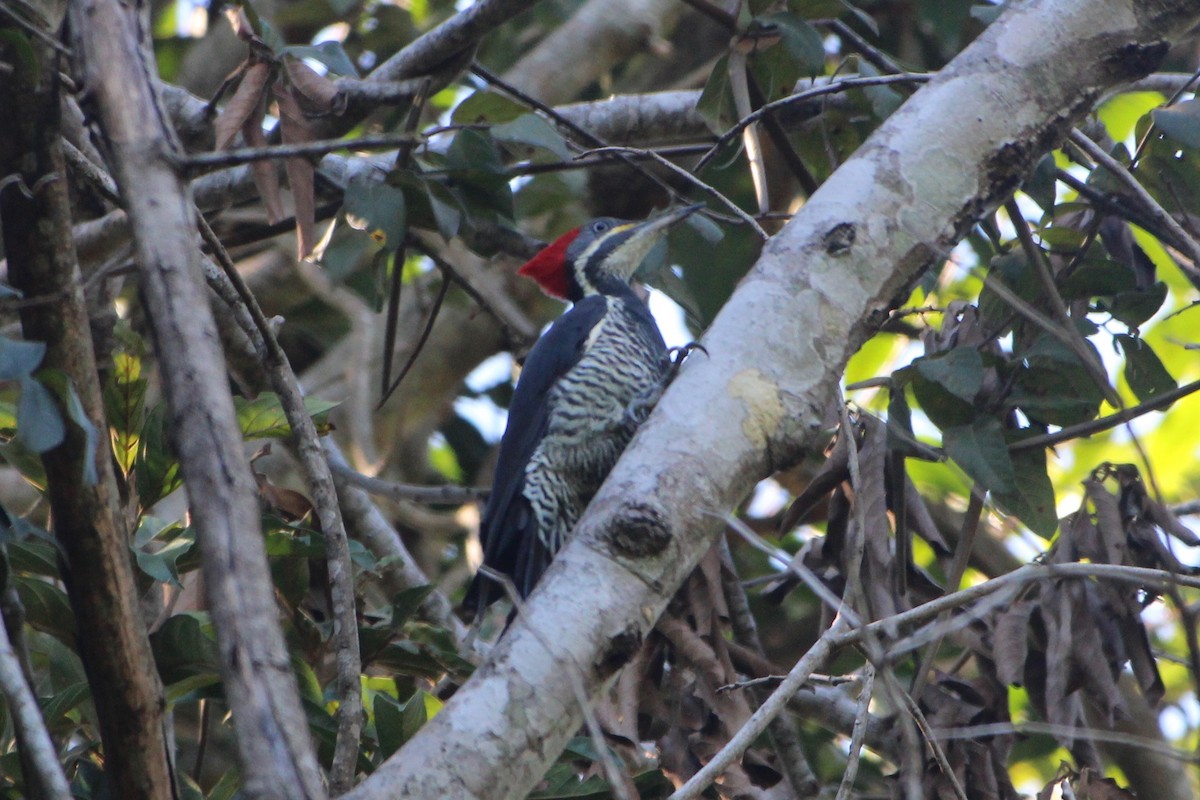 Lineated Woodpecker - Ben Phalan