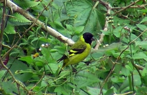 Olivaceous Siskin - ML337693361