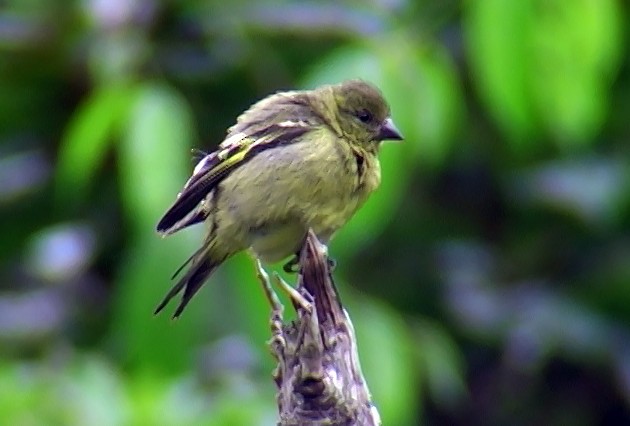 Olivaceous Siskin - ML337693371